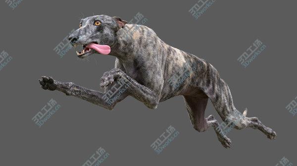 images/goods_img/20210312/Greyhound (2) (Fur) (Rigged) 3D model/3.jpg